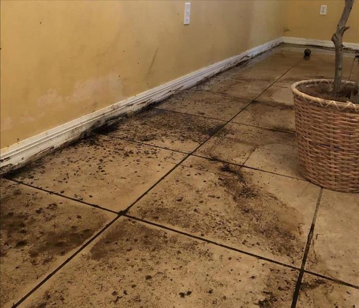 Wall and tile floor with mold damage