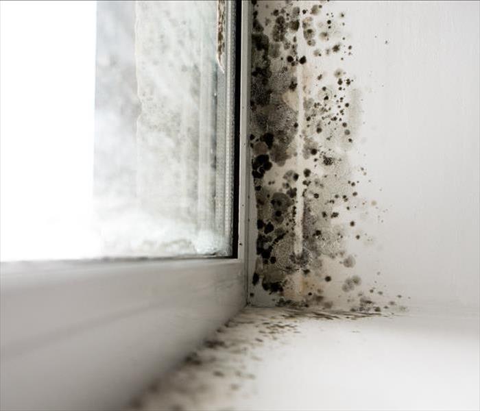 Mold growing by a window.