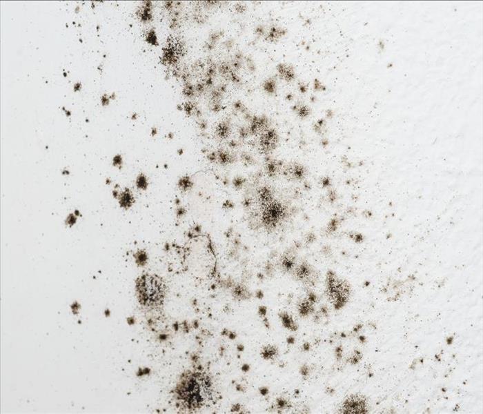 Spots of black mold on white wall